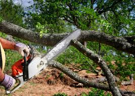 Best Firewood Processing and Delivery  in Bloomfield, NY