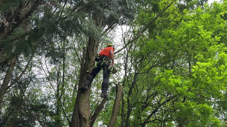 Best Tree Risk Assessment  in Bloomfield, NY