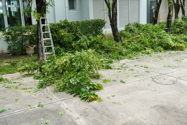 Best Storm Damage Tree Cleanup  in Bloomfield, NY